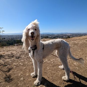 Up to Snuff - Pet Training Near Me Up to Snuff - Pet Training Near Me