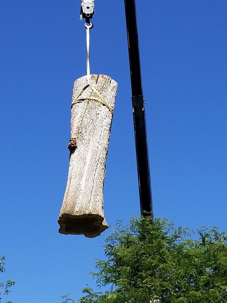 Treecare - tree service in Independence, MN