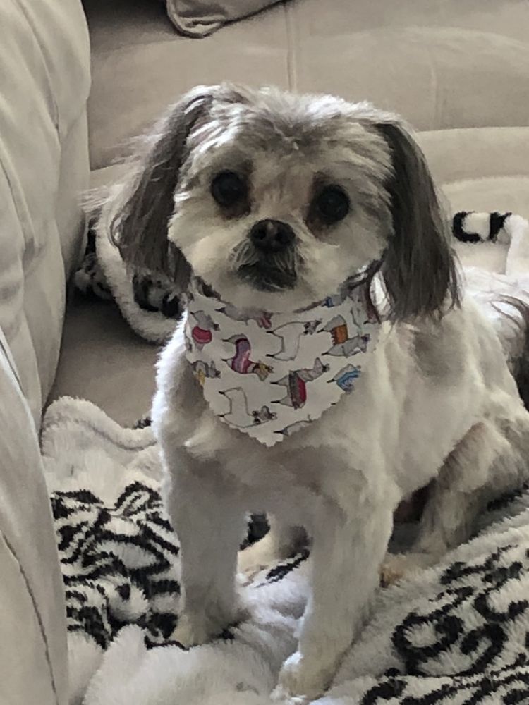 SARA’S DOG GONE BEAUTIFUL 18 Reviews 1001 Van Buren Ave, Indian