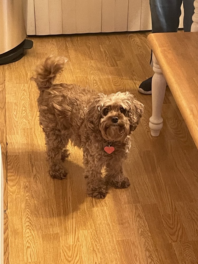 Best Fluffin Groom Image