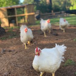 Ashacresamen Farm