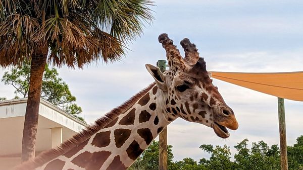 Naples Zoo at Caribbean Gardens by null