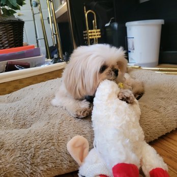 Pet Ark - Rocky LOVES the lamb Mr. George and PetArK gifted him! It's his new favorite toy - Pet Stores Near Me - New York, New York