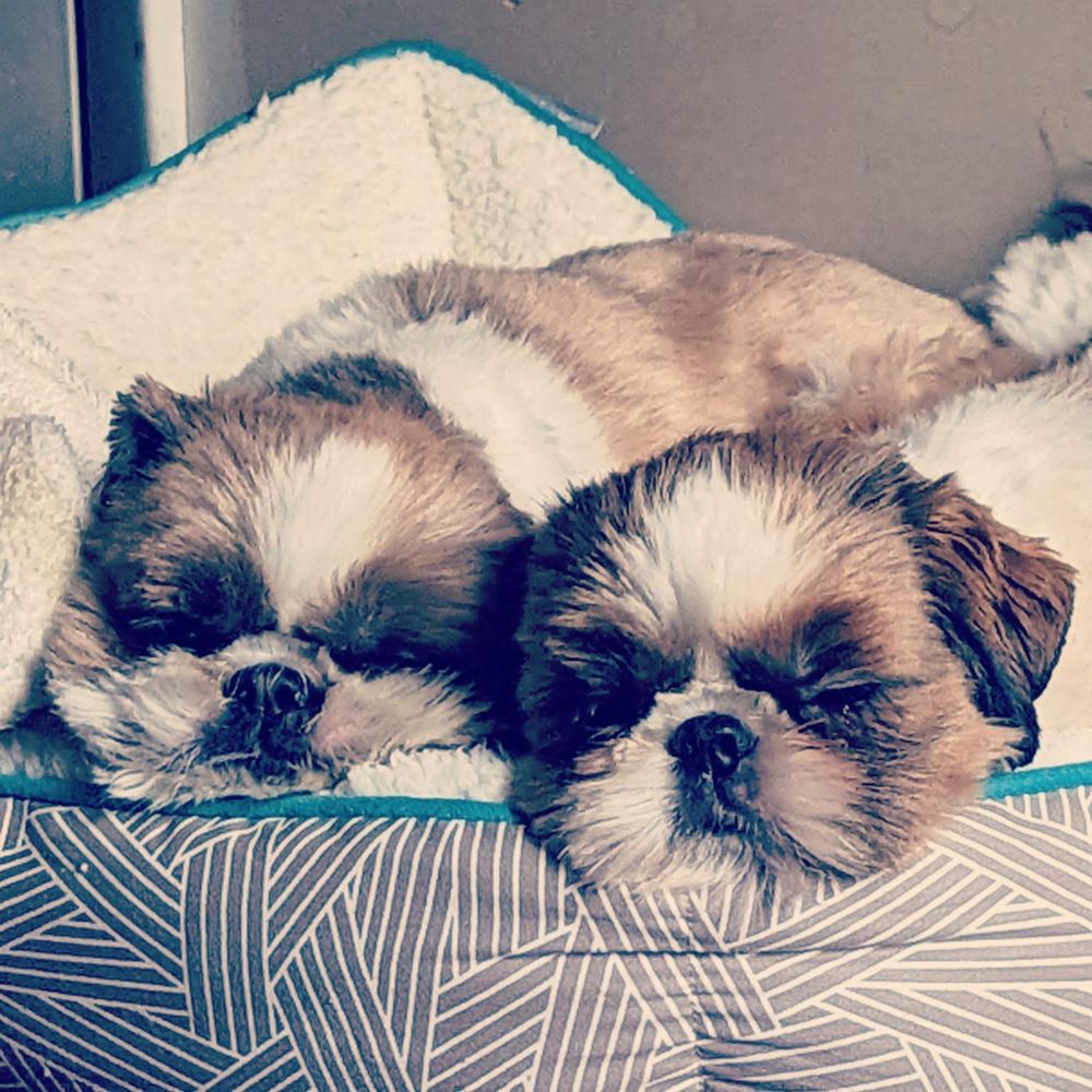 WHISKERS RESORT & PET SPA 5925 28th St SE, Grand Rapids, Michigan