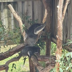 Maru Koala & Animal Park
