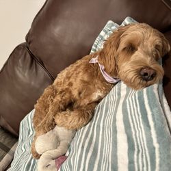 Wine Country Labradoodles