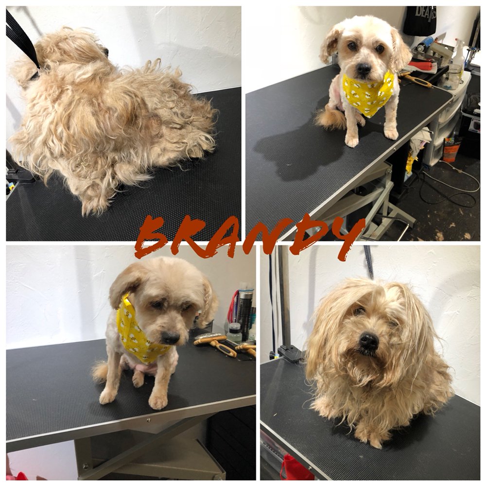 GROOMING BY SABRINA 1316 19th St, Bakersfield, California Pet