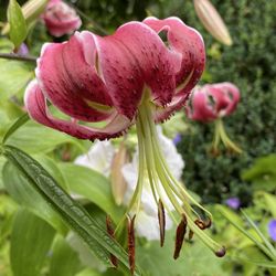 Dunn Gardens