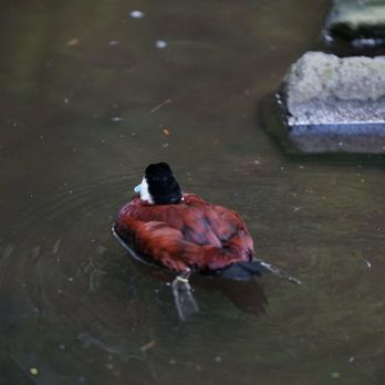 Oregon Zoo - Zoos Near Me - Portland, Oregon Oregon Zoo - Zoos Near Me - Portland, Oregon