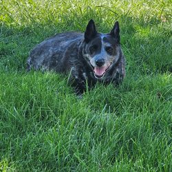 Tri-County Animal Emergency - Dylan, he was loved and deserved better than to be treated like just another number.