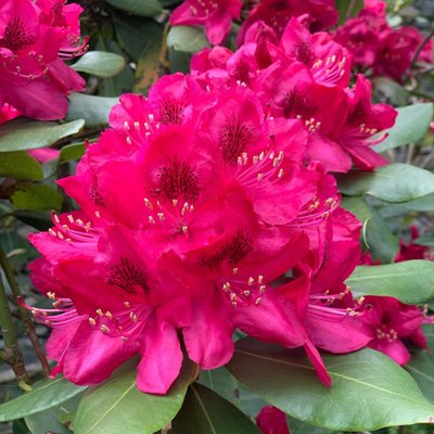 Hamptons Vacation Inn by null