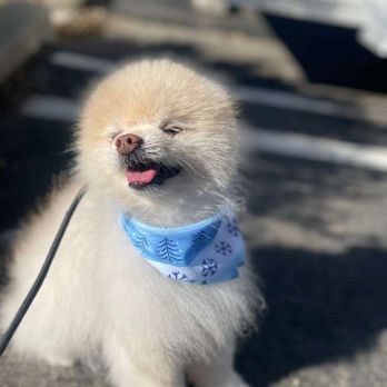 Matan Dog Training - Pet Training Near Me - Thousand Oaks, California Matan Dog Training - Pet Training Near Me - Thousand Oaks, California