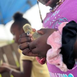 Popular Event - Petting zoo