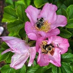 Merrick Rose Garden - July 2022