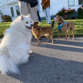 Pets Are People Too - Dog Walkers Near Me Pets Are People Too - Dog Walkers Near Me