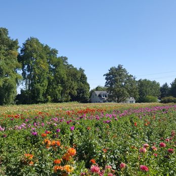 Swan Island Dahlias - Nurseries & Gardening Near Me - Canby, Oregon