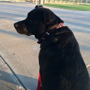 Heritage Yards - They allow dogs! Just respect the people there and make sure to clean up after your pooch! - Baseball Fields Near Me - Plano, Texas
