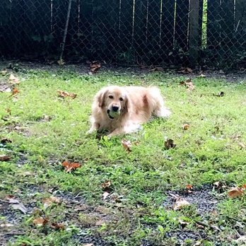 Plateau Kennels - Sadie - Pet Sitting Near Me - Frenchtown, New Jersey Plateau Kennels - Sadie - Pet Sitting Near Me - Frenchtown, New Jersey