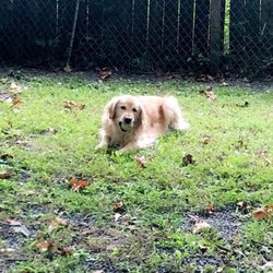 Plateau Kennels - Sadie