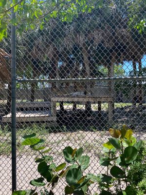 Naples Zoo at Caribbean Gardens by null