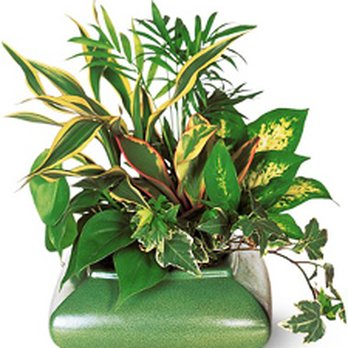 Panage Florist - This is what I ordered. - Florists Near Me - San Juan Capistrano, California