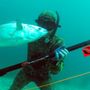 Photo of HammerHead Spearguns