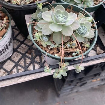 Highway 92 Succulents - Dunce Caps - Nurseries & Gardening Near Me - Half Moon Bay, California Highway 92 Succulents - Dunce Caps - Nurseries & Gardening Near Me - Half Moon Bay, California