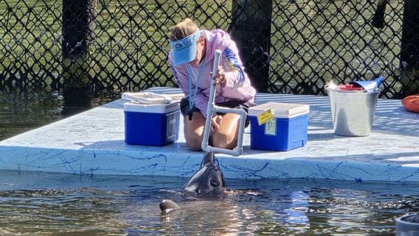 Dolphin Research Center by null