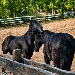 Silver Inspiration Ranch - Spacious dry pasture boarding where horses can relax, socialize, and enjoy ranch life naturally