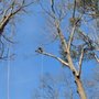 Photo of Tree Dynasty Arbor Services 