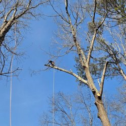 Tree Dynasty Arbor Services 