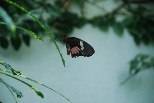 The Key West Butterfly and Nature Conservatory by null