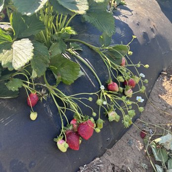 Creswell U pick - Pick Your Own Farms Near Me - Brentwood, California Creswell U pick - Pick Your Own Farms Near Me - Brentwood, California