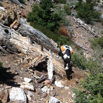 Ontario Peak - Trees to cross over on the way to Big Horn Peak - Hiking Near Me - Mount Baldy, California