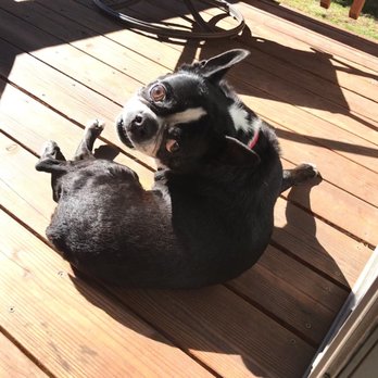 Double Eagle Resort - My dog Wilber enjoying sunbathing in the patio view with the of the pond. He especially liked the flying ducks and birds. - Resorts Near Me - June Lake, California