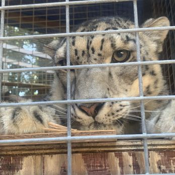 Wild Cat Education and Conservation Fund - Wild cats - Walking Tours Near Me
