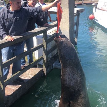 North Bay Fishing Charters - Got to feed Walter!!!! - Fishing Near Me - Bodega Bay, California North Bay Fishing Charters - Got to feed Walter!!!! - Fishing Near Me - Bodega Bay, California