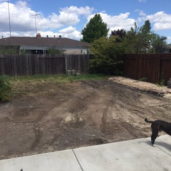PNM Company - a black and white dog standing in a yard - Junk Removal & Hauling Near Me