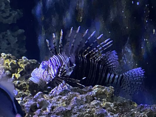 Vancouver Aquarium by null