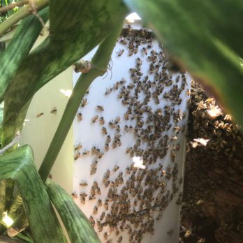 808 Bee Rescue - The colony (photo from Matthew). - Pest Control Near Me