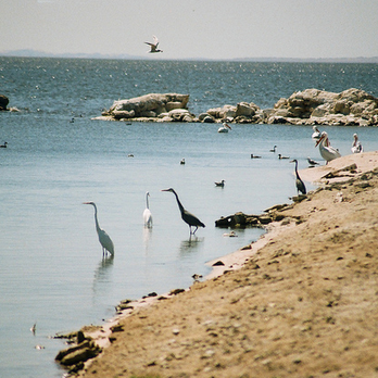 Salton Sea - April 2011 - Birds. Chillaxing. - Boating Near Me - Mecca, California Salton Sea - April 2011 - Birds. Chillaxing. - Boating Near Me - Mecca, California