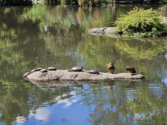 The Pond at Central Park