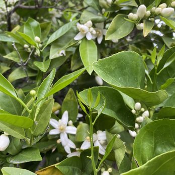 Bartlett Tree Experts - Flowering orange blooms. - Tree Services Near Me - Mesa, Arizona Bartlett Tree Experts - Flowering orange blooms. - Tree Services Near Me - Mesa, Arizona