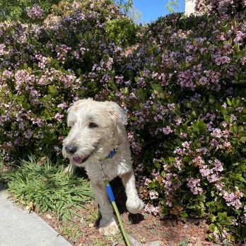 Camp Run-A-Mutt - Brucey happy days - Pet Sitting Near Me - Chula Vista, California