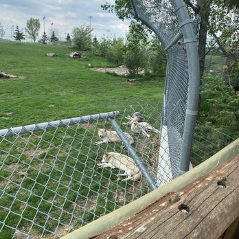 Red River Zoo - tired Wolves - Zoos Near Me - Fargo, North Dakota Red River Zoo - tired Wolves - Zoos Near Me - Fargo, North Dakota