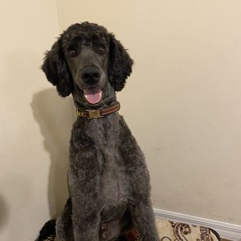 Dawg Gone Good Grooming - My boy looks so much better after a Dawg gone good grooming. :D - Pet Groomers Near Me - Greenacres, Florida