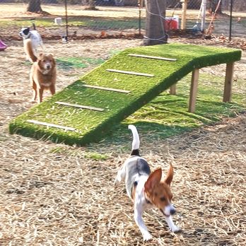 Danas Dogs - "Hey!  Let's play!" - Pet Boarding Near Me - Salem, Iowa