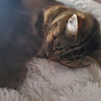 Laundry Love - Happy kitties tucked into warm clean beds - Laundromat Near Me - North Hollywood, California Laundry Love - Happy kitties tucked into warm clean beds - Laundromat Near Me - North Hollywood, California