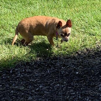 Binford Pet Wellness Clinic - Princess at the dog park - Veterinarians Near Me - Indianapolis, Indiana