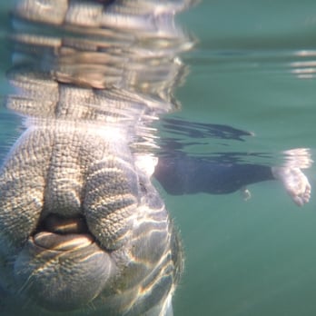 River Ventures - Tours Near Me - Crystal River, Florida
